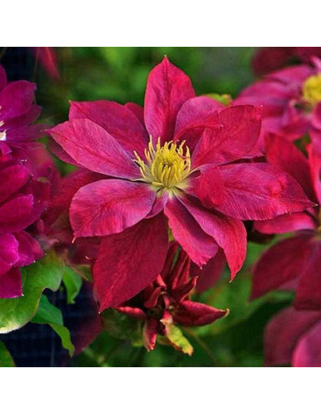 Red Star Clematis Powojnik