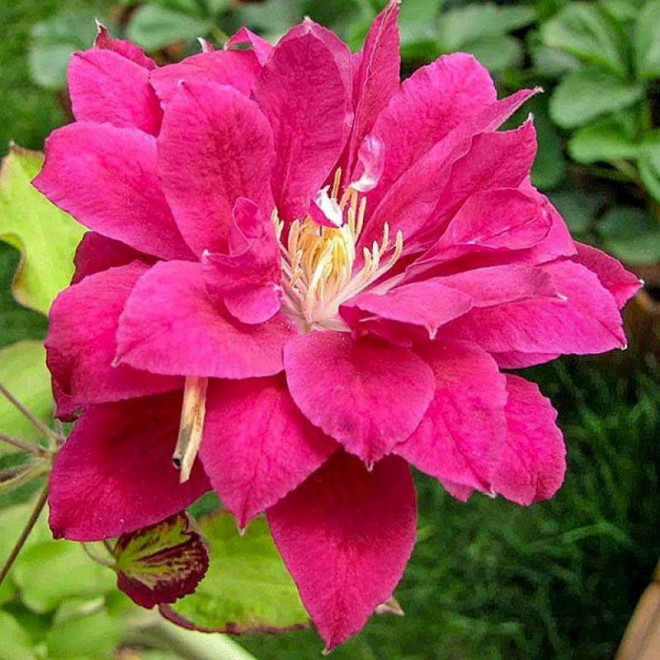 Powojnik Red Star Clematis