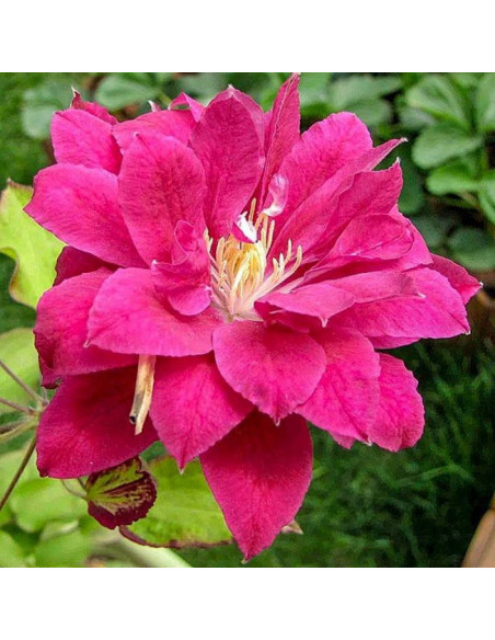 Powojnik Red Star Clematis