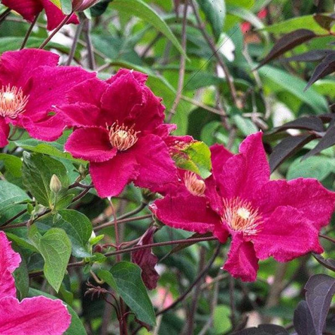 Powojnik Clematis Red Star