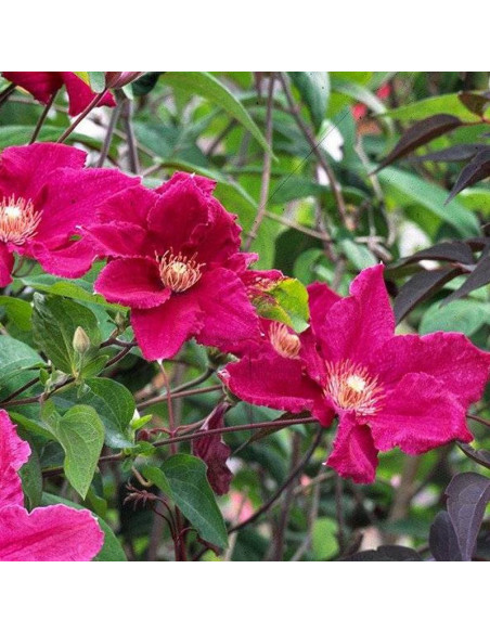 Powojnik Clematis Red Star