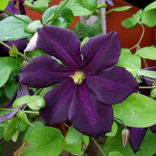 Powojnik Romantica Clematis