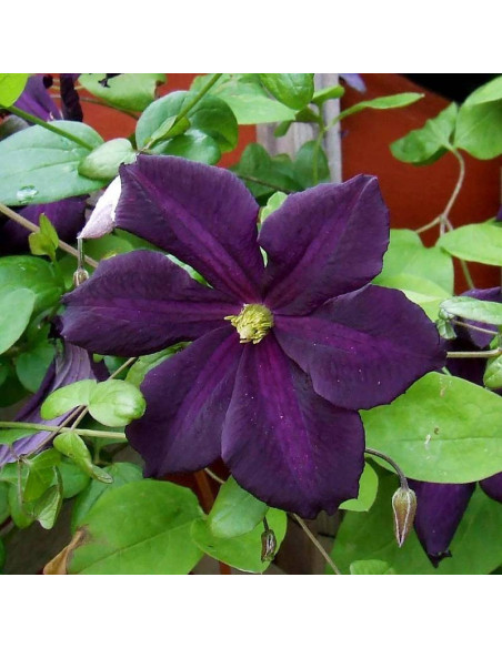 Powojnik Romantica Clematis