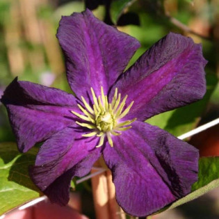 Powojnik Romantica Clematis 2