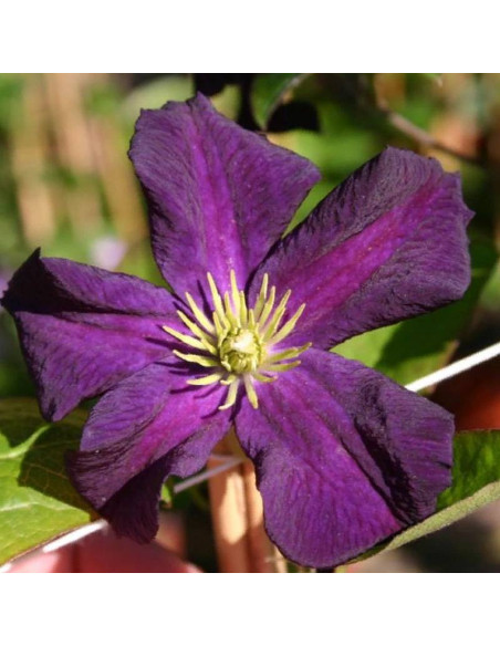 Romantica Clematis Powojnik