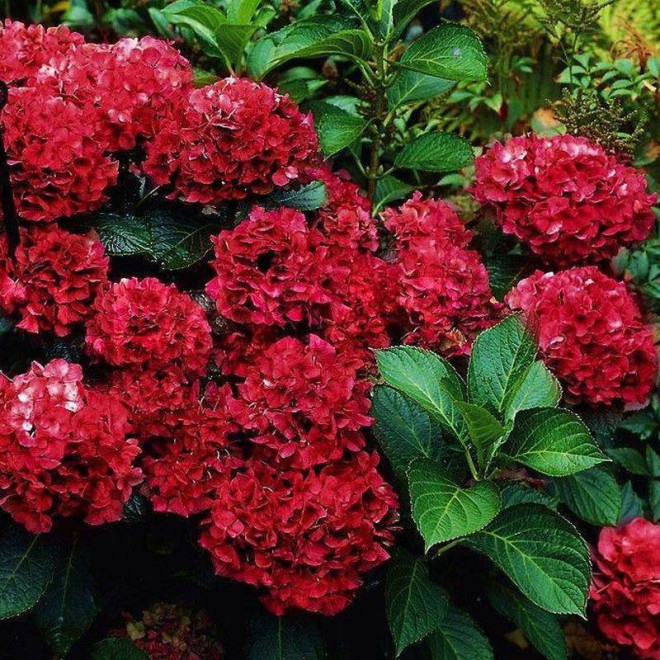 Hortensja ogrodowa Hot Red Hydrangea macrophylla