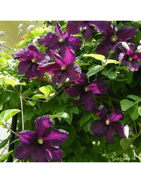 Powojnik Clematis Romantica