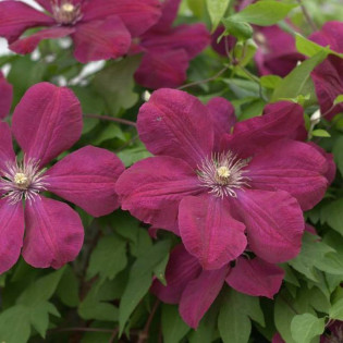 Rouge Cardinal Clematis Powojnik 2
