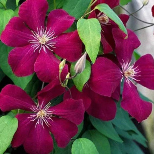 Rouge Cardinal Clematis Powojnik