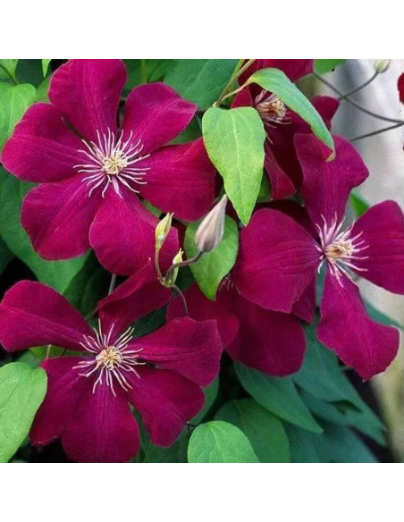 Rouge Cardinal Clematis Powojnik