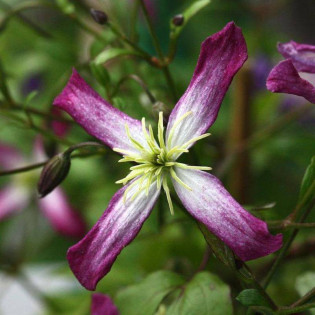 Rubromarginata Clematis Powojnik