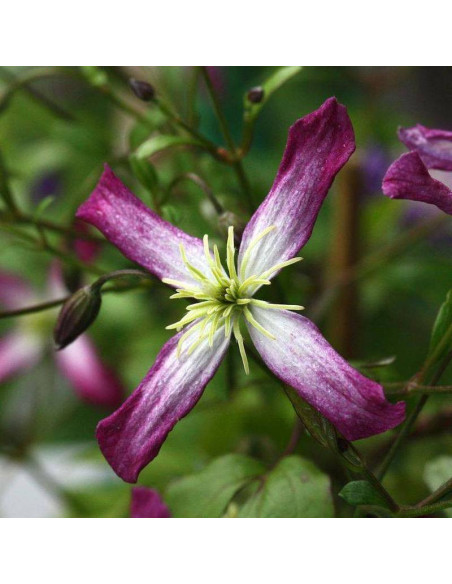 Rubromarginata Clematis Powojnik