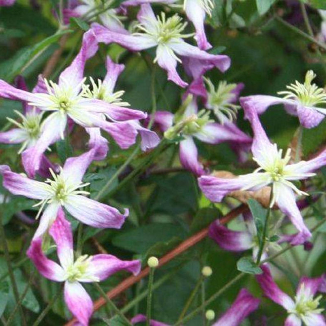 Powojnik Rubromarginata Clematis