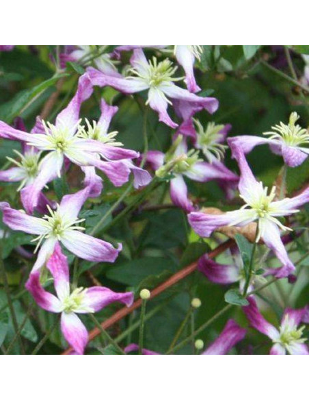 Powojnik Rubromarginata Clematis