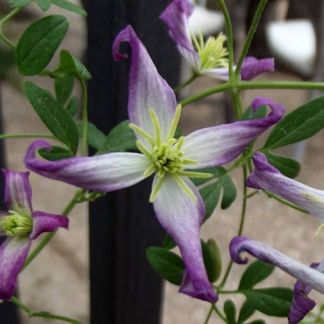 Powojnik Clematis Rubromarginata