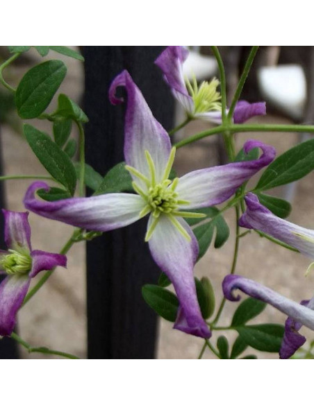 Powojnik Clematis Rubromarginata