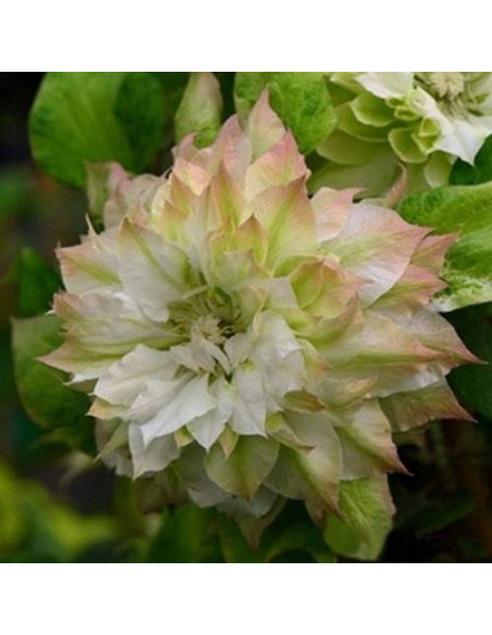 Powojnik Sen-No-Kaze Clematis