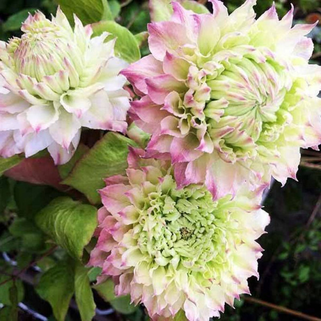 Sen-No-Kaze Clematis Powojnik