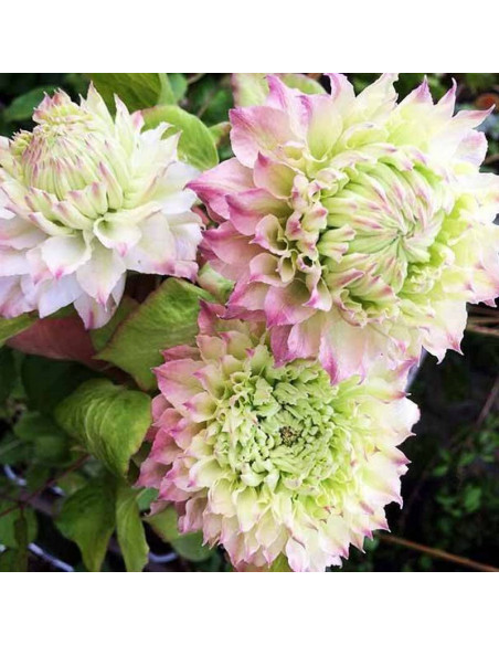 Sen-No-Kaze Clematis Powojnik