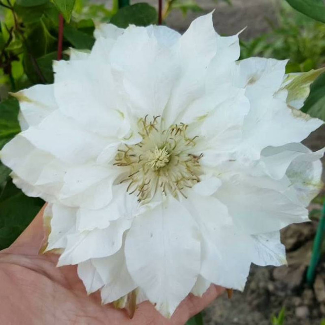 Powojnik Clematis Sen-No-Kaze