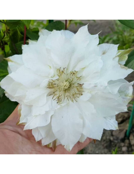 Powojnik Clematis Sen-No-Kaze