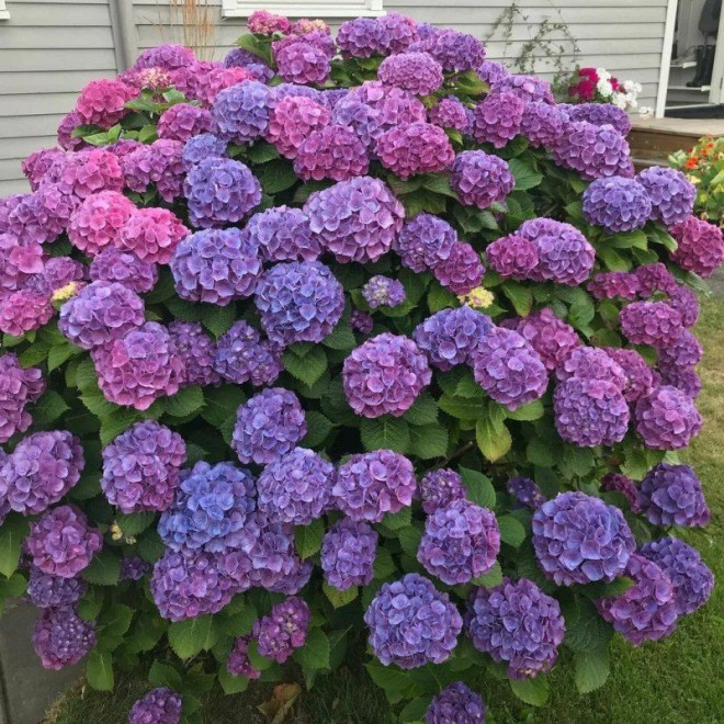 Hortensja ogrodowa Masja Hydrangea macrophylla - Szkółka Florela