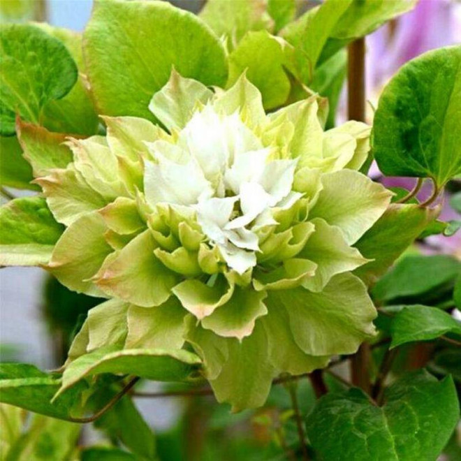 Clematis Powojnik Sen-No-Kaze