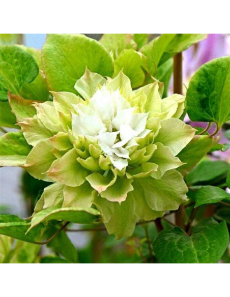 Clematis Powojnik Sen-No-Kaze