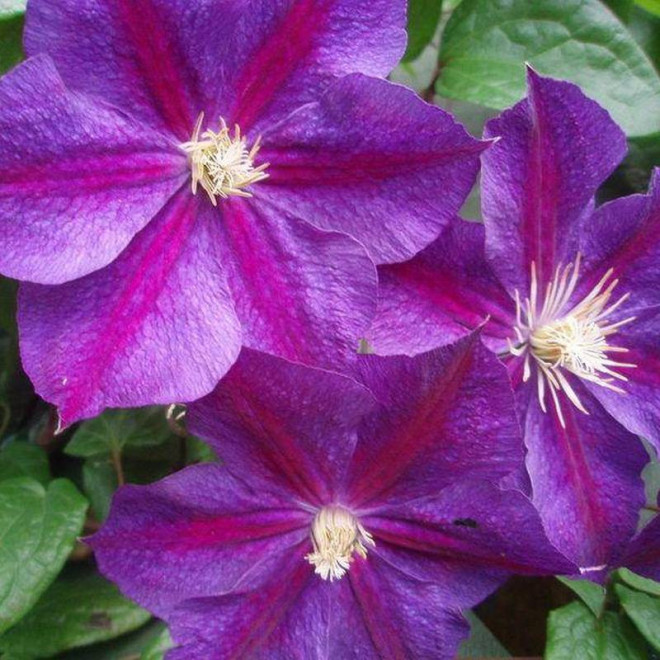 Powojnik Star of India Clematis