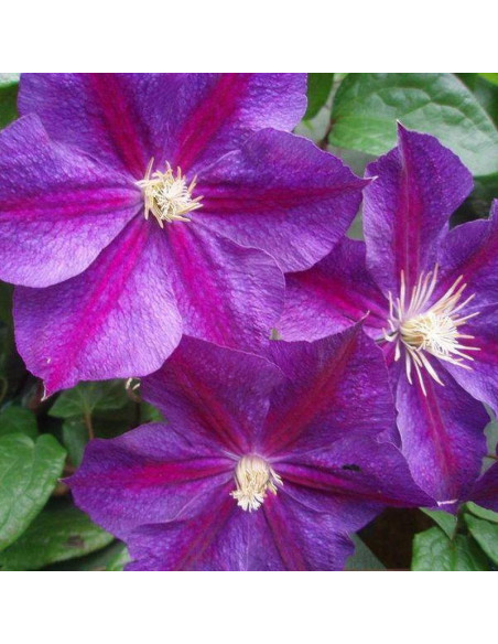 Powojnik Star of India Clematis