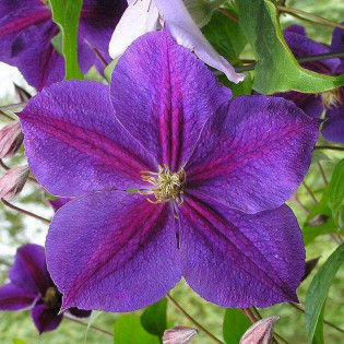 Star of India Clematis Powojnik