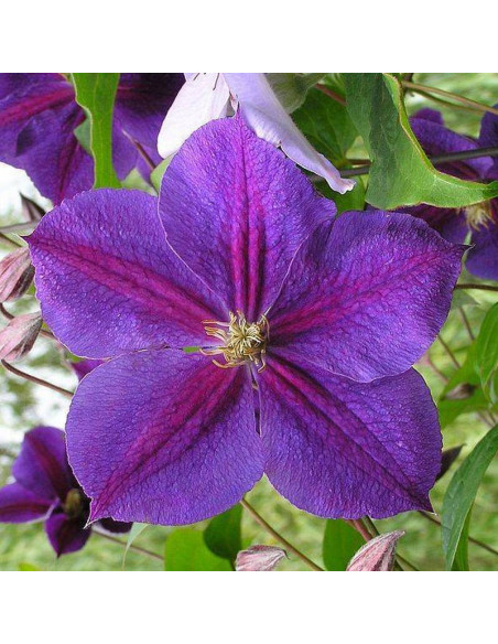 Star of India Clematis Powojnik