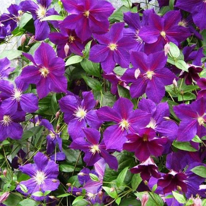 Powojnik Clematis Star of India