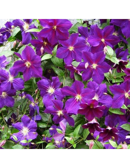 Powojnik Clematis Star of India