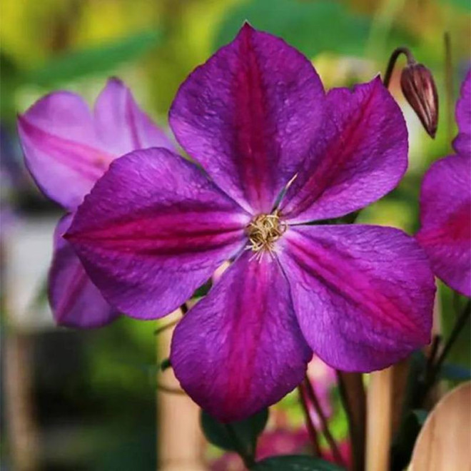Clematis Powojnik Star of India