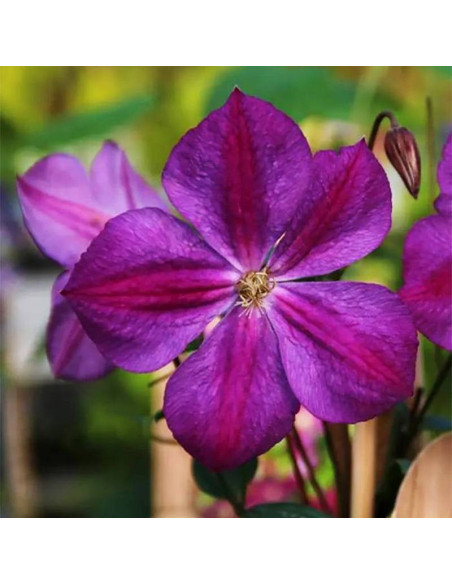 Clematis Powojnik Star of India