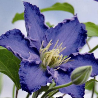 Stefan Franczak Clematis Powojnik