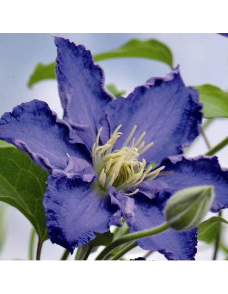 Stefan Franczak Clematis Powojnik