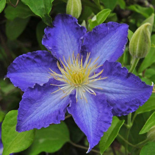 Stefan Franczak Clematis Powojnik 2