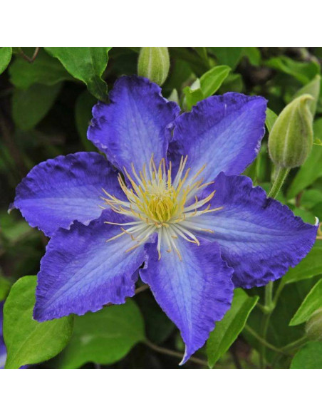 Powojnik Stefan Franczak Clematis