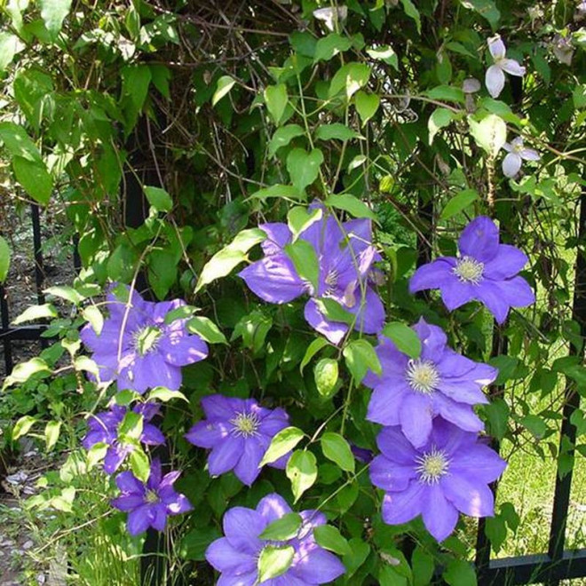 Powojnik Clematis Stefan Franczak