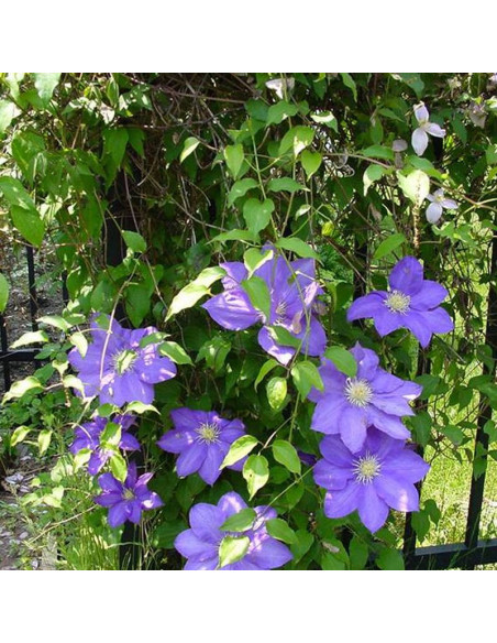 Powojnik Clematis Stefan Franczak