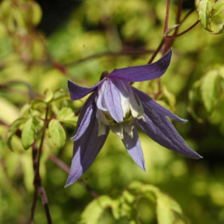 Powojnik Stolwijk Gold Clematis