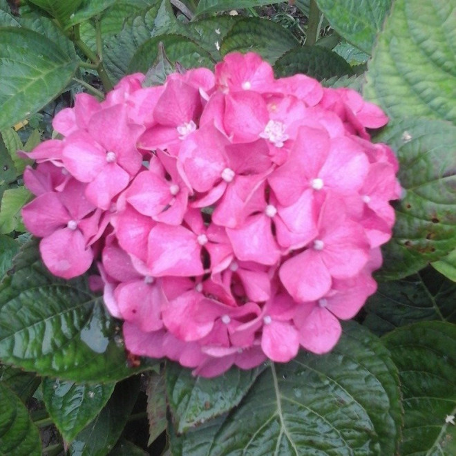 Hortensja ogrodowa Mini Hornli Hydrangea macrophylla