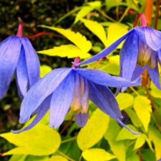 Powojnik Stolwijk Gold Clematis 2