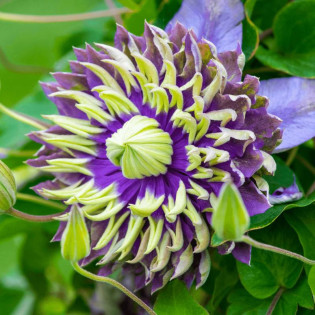 Powojnik Tigha Clematis