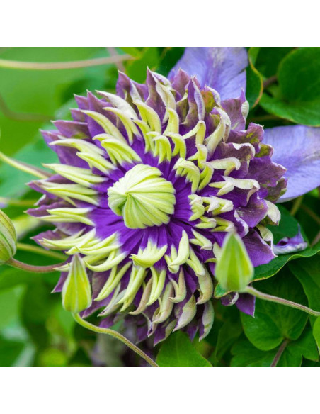 Powojnik Tigha Clematis