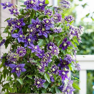Powojnik Tigha Clematis 2