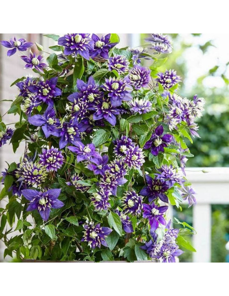Tigha Clematis Powojnik
