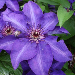 Powojnik The President Clematis